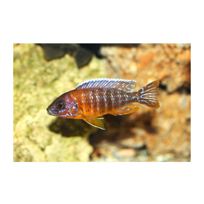 Aulonocara Jacobfreibergi Eureka, pyszczaki, malawi, - 1