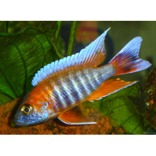 Aulonocara Jacobfreibergi Eureka, pyszczaki, malawi, - 2