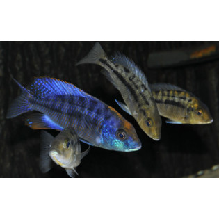 PROTOMELAS SPILONOTUS MARA ROCKS, Malawi, pyszczaki - 2