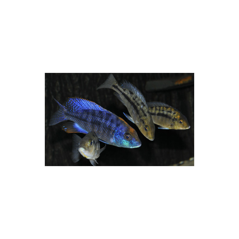 PROTOMELAS SPILONOTUS MARA ROCKS, Malawi, pyszczaki - 2