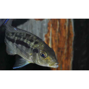 PROTOMELAS SPILONOTUS MARA ROCKS, Malawi, pyszczaki - 1