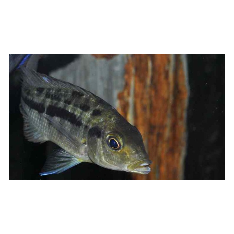 PROTOMELAS SPILONOTUS MARA ROCKS, Malawi, pyszczaki - 1