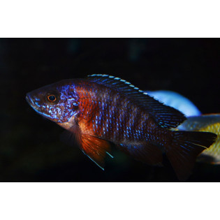 Aulonocara hansbaenschi (Redshoulder), pyszczaki, malawi - 1