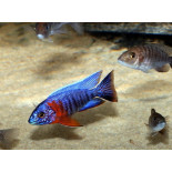 Aulonocara hansbaenschi (Redshoulder), pyszczaki, malawi - 2