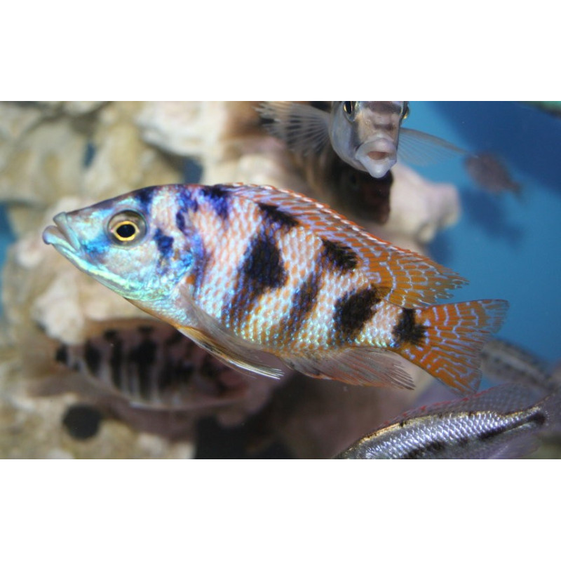 Placidochromis milomo samica , pyszczaki, malawi, - 2