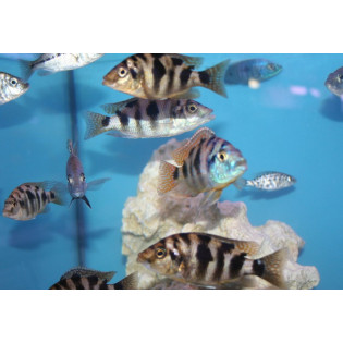 Placidochromis milomo samica , pyszczaki, malawi, - 1