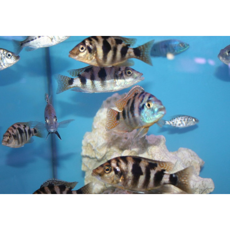 Placidochromis milomo samica , pyszczaki, malawi, - 1