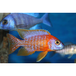 Aulonocara sp. „Red Rubin”, pyszczaki, malawi, - 1