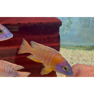 Aulonocara sp. „Red Rubin”, pyszczaki, malawi, - 2