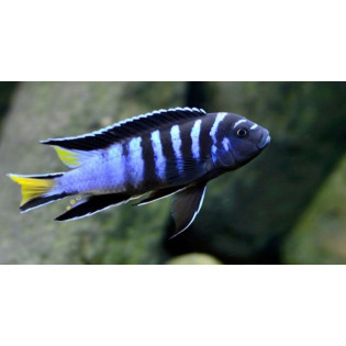 Pseudotropheus sp. "elongatus mpanga", pyszczaki, malawi, - 3