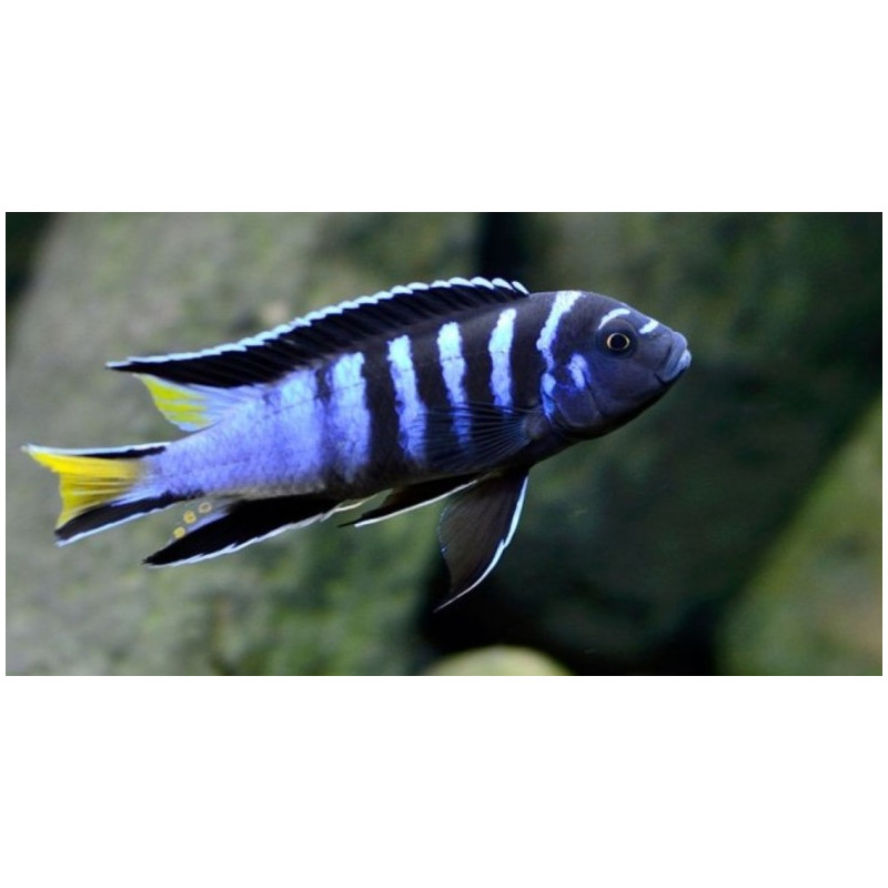 Pseudotropheus sp. "elongatus mpanga", pyszczaki, malawi, - 3