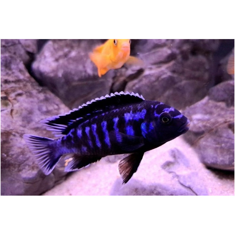 Chindongo saulosi coral, pyszczaki, malawi, - 2