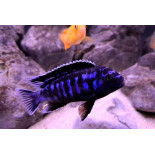 Chindongo saulosi coral, pyszczaki, malawi, - 2