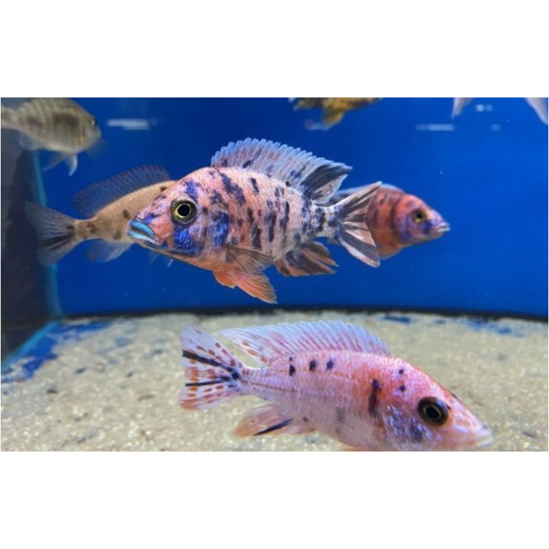 Aulonocara Marmelade Cat OB, pyszczaki, malawi, - 2