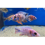 Aulonocara Marmelade Cat OB, pyszczaki, malawi, - 2