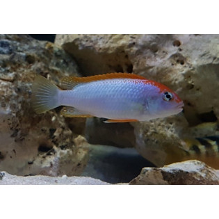 Pseudotropheus perspicax sp. 'red top ndumbi', Malawi, pyszczaki - 3