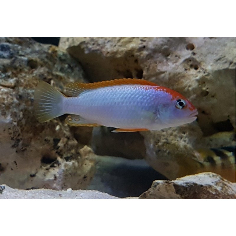 Pseudotropheus perspicax sp. 'red top ndumbi', Malawi, pyszczaki - 3