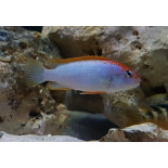 Pseudotropheus perspicax sp. 'red top ndumbi', Malawi, pyszczaki - 3