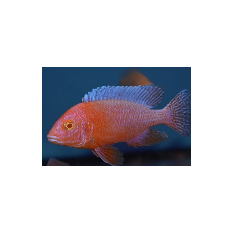 Alunocara Albino Dragonblood Peacock, Malawi - 2