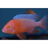 Alunocara Albino Dragonblood Peacock, Malawi - 2