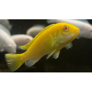 LABIDOCHROMIS CAERULEUS ALBINO, pyszczaki, Malawi - 1