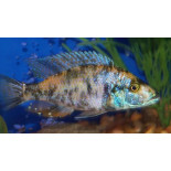 Dimidiochromis compressiceps (OB), Malawi, pyszczaki - 1