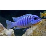 Maylandia sp. zebra chilumba „Maison Reef”, pyszczaki, malawi, - 3