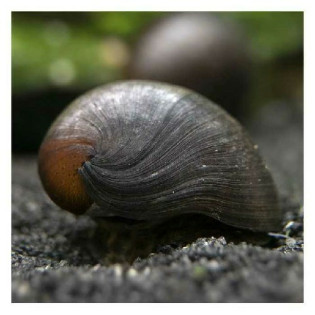 Ślimak Military Helmet - 1