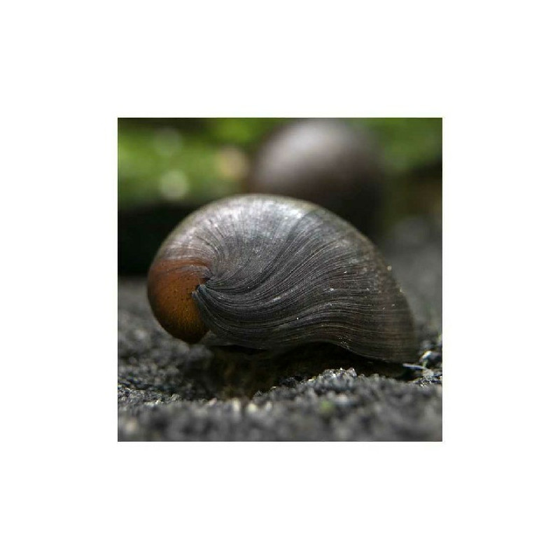 Ślimak Military Helmet - 1