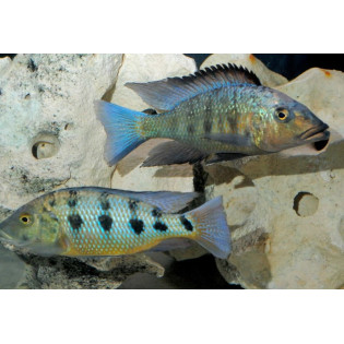 Fossorochromis rostratus, Malawi, pyszczaki - 1