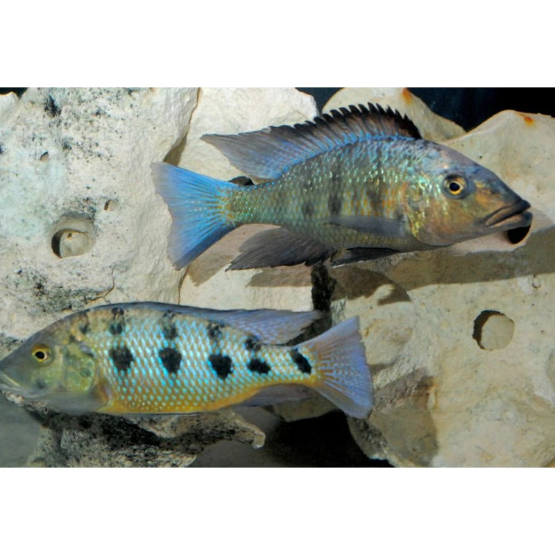 Fossorochromis rostratus, Malawi, pyszczaki - 1