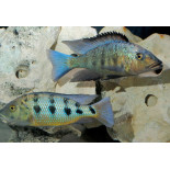 Fossorochromis rostratus, Malawi, pyszczaki - 1
