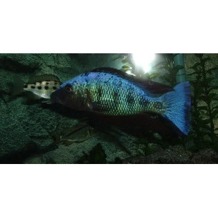 Fossorochromis rostratus, Malawi, pyszczaki - 1
