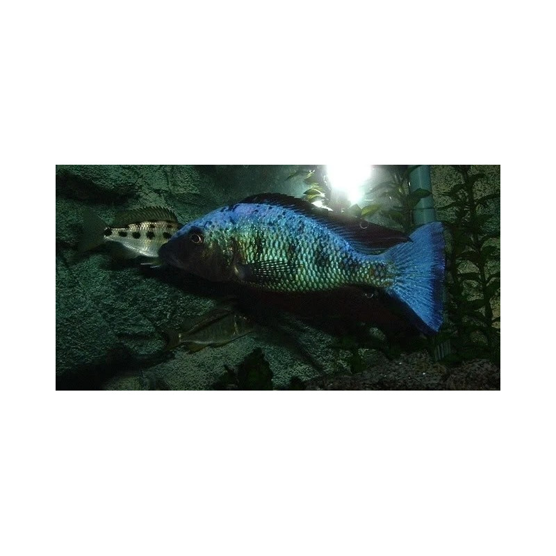 Fossorochromis rostratus, Malawi, pyszczaki - 1