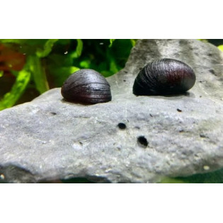 Ślimak Military Helmet - 2