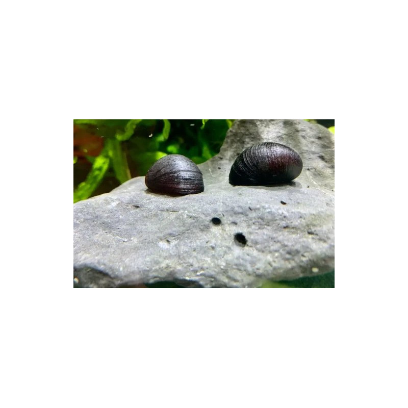 Ślimak Military Helmet - 2