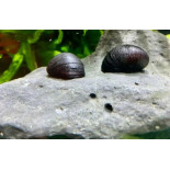 Ślimak Military Helmet - 2