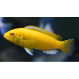 Labidochromis caeruleus electric, pyszczaki, Malawi - 2