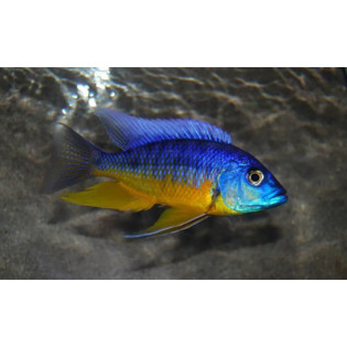 Protomelas sp. Spilonotus Tanzania, Malawi, pyszczaki - 1