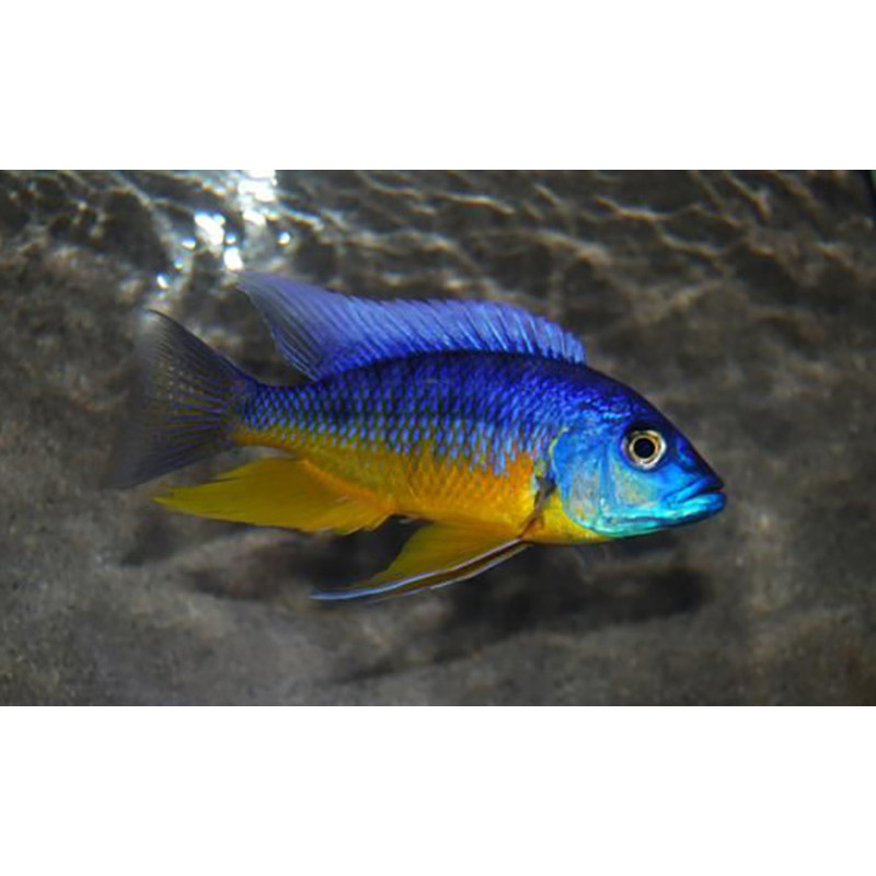 Protomelas sp. Spilonotus Tanzania, Malawi, pyszczaki - 1