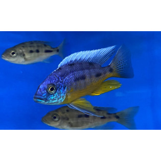 Protomelas sp. Spilonotus Tanzania, Malawi, pyszczaki - 1