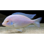 Cyrtocara Moorii Albino, Delfin Albino, Malawi, pyszczaki - 2