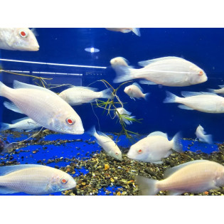 Cyrtocara Moorii Albino, Delfin Albino, Malawi, pyszczaki - 1