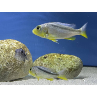 Buccochromis lepturus, pyszczaki, malawi, - 2