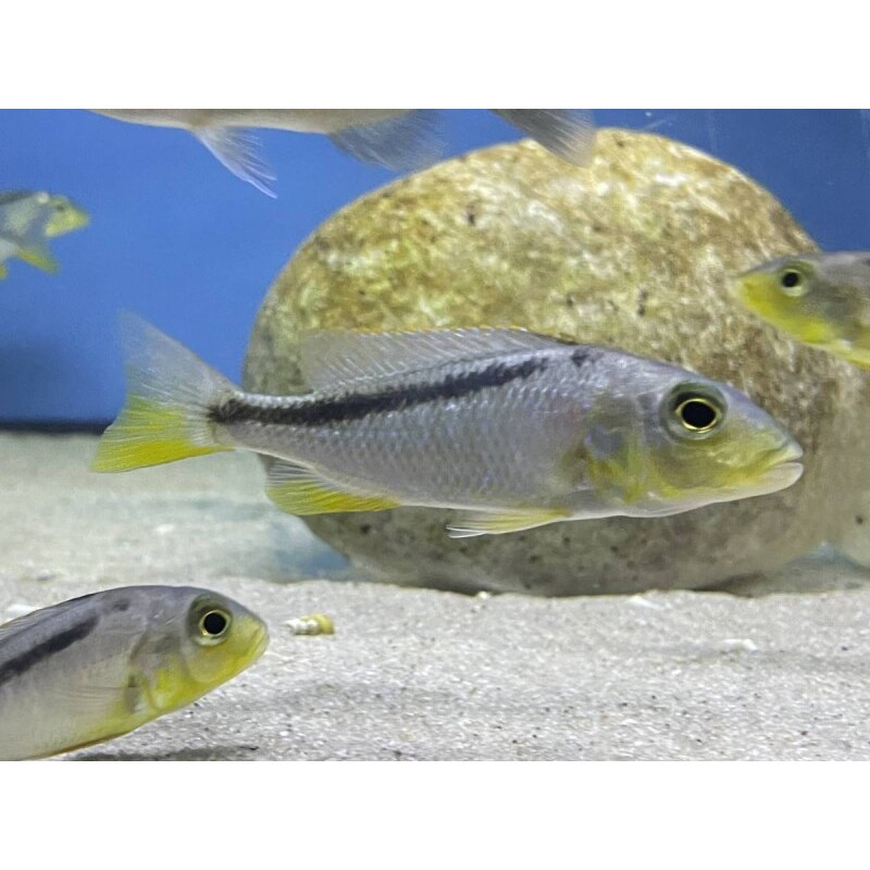 Buccochromis lepturus, pyszczaki, malawi, - 3