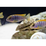 Labidochromis sp. "hongi", pyszczaki, malawi, - 3