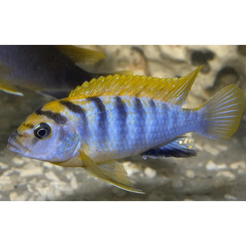 Labidochromis sp. "hongi", pyszczaki, malawi, - 2