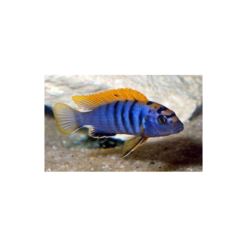 Labidochromis sp. "hongi", pyszczaki, malawi, - 1