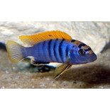 Labidochromis sp. "hongi", pyszczaki, malawi, - 1