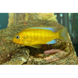 Metriaclima (Pseudotropheus) barlowi, Malawi, pyszczaki - 1